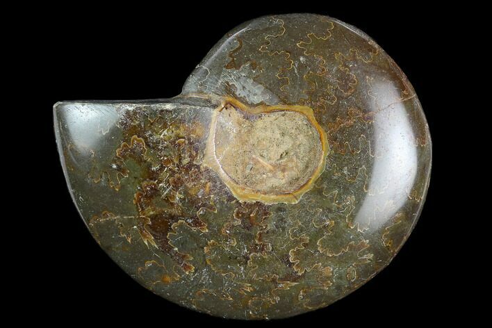 Bargain, Polished Ammonite (Cleoniceras) Fossil - Madagascar #119061
